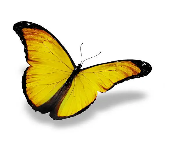 Yellow butterfly, isolated on white