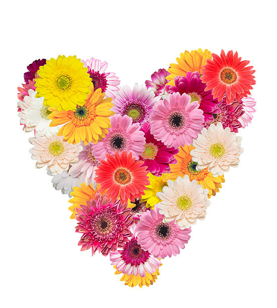 istock Heart shape made of transvaal daisy 530311527