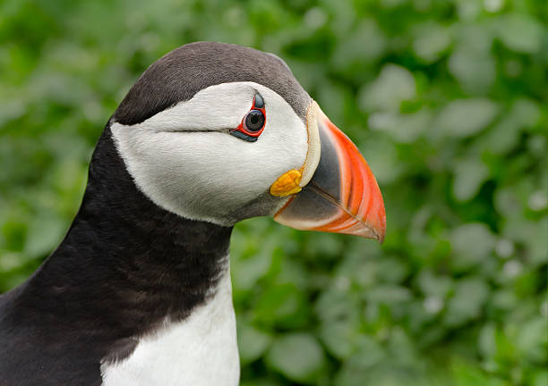 puffin - farnes zdjęcia i obrazy z banku zdjęć