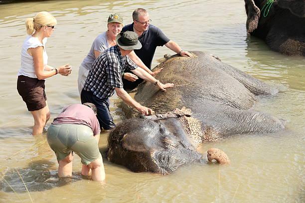 elefanten im bad. chitwan, nepal. 0859 - chitwan stock-fotos und bilder