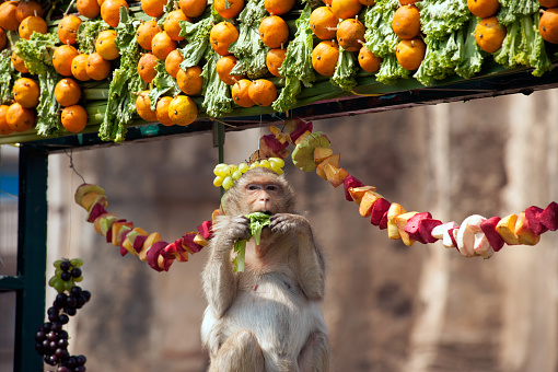 Lopburi, Thailand-November 30,2014 : The monkeys enjoy eating local fruits ,vegetables, salad,   which bring people to thank in Monkey party on November 30,2014, Phra Prang Sam Yod temple, Lopburi Province, Middle of Thailand.