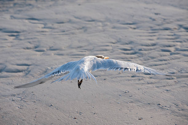 Bird Flying at the Beach stock photo