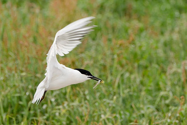 kanapka tern - farnes zdjęcia i obrazy z banku zdjęć