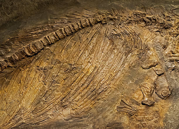istock Ancient animals fossils in the rock 530314087