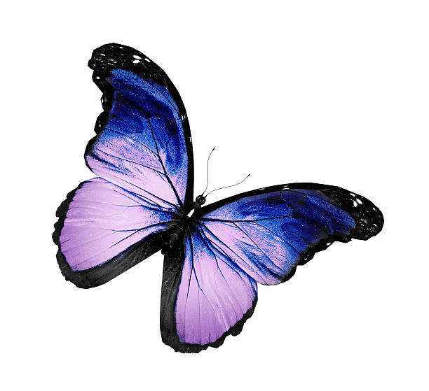 istock Grunge violet butterfly flying, isolated on white 530314321