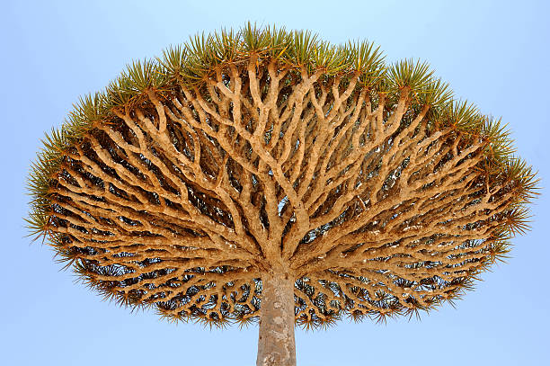 Yemen. Socotra island. Dragon tree stock photo