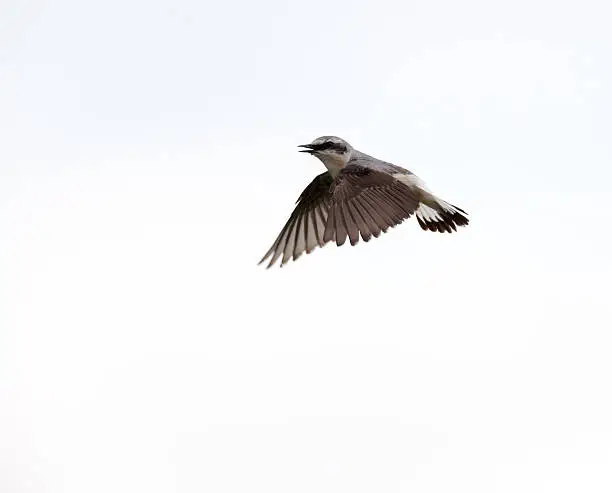 Wheatear (Oenanthe oenanthe).Wild bird in a natural habitat.