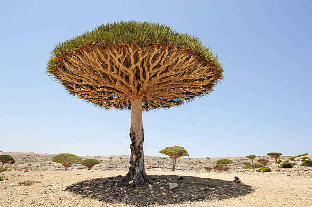 istock Yemen. Socotra island. Dragon tree 530320051