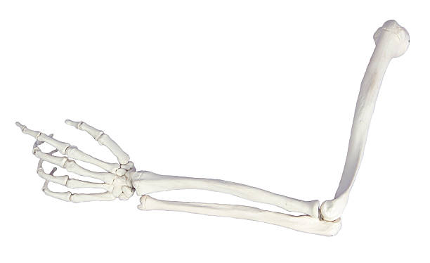 skeleton arm skeleton arm on white background human skeleton stock pictures, royalty-free photos & images