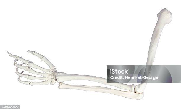 Foto de Esqueleto De Braço e mais fotos de stock de Esqueleto Humano - Esqueleto Humano, Osso Humano, Mão humana