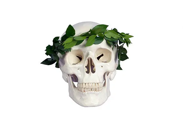 human skull with laurels on white background
