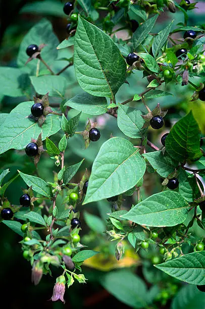 Deadly Nightshade (Atropa belladonna). toxic plant used in medicine, in the past also in the magical arts.