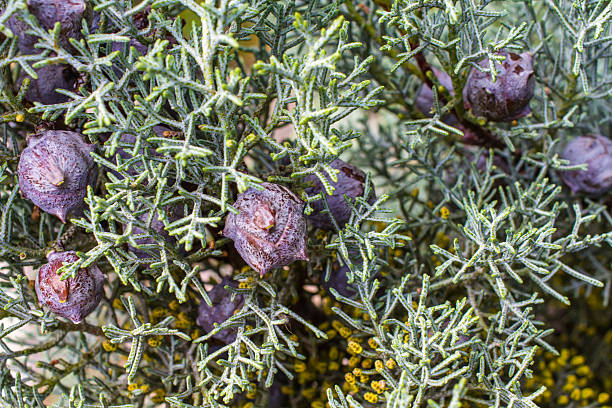 cedar bolas de - pine cone - fotografias e filmes do acervo