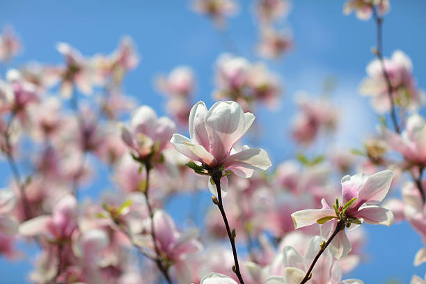 istock beautiful magnolia flower on a blue background 530322149