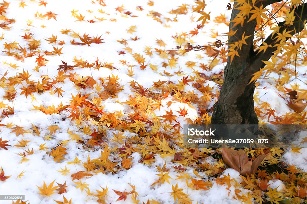 Snow scene Snow and fallen leaves Autumn Stock Photo