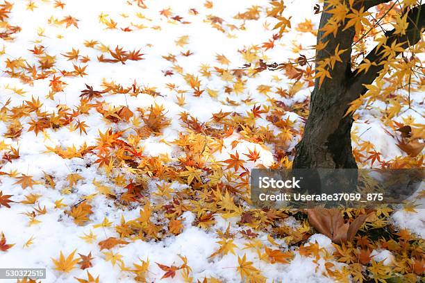 Snow Scene Stock Photo - Download Image Now - Autumn, Beauty, Beauty In Nature