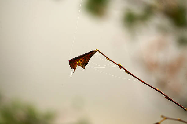 istock the branch of a tree 530322619