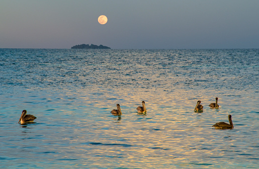 Pelicans under a full moon in the Caribbean Sea.