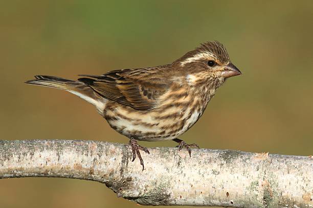 istock Purple Finch (Carpodacus purpureus) 530324557