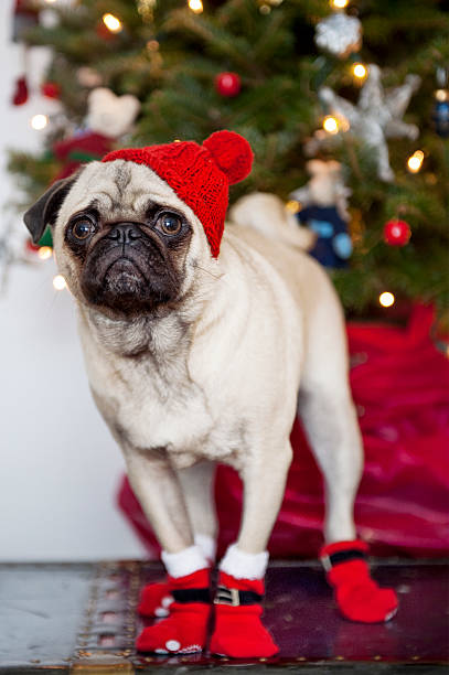 istock Cute dog wearing a Santa costume 530324565