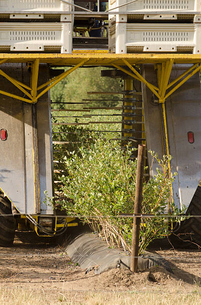Blueberry Harvester Blueberry picking machine working a row of plants in the Umpqua Valley of Oregon sorter machine stock pictures, royalty-free photos & images