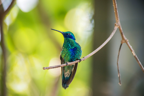 Green and Blue Hummingbird is perched on a tree branch patiently waiting for his next activity.