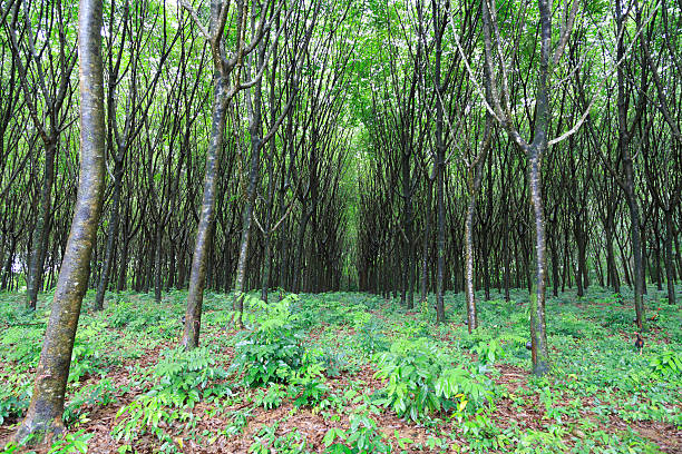 istock Plantation of rubber trees, Thailand 530325277
