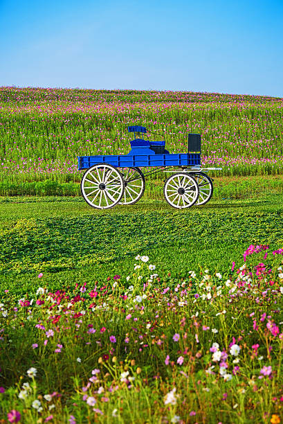 blauen hölzernen wagen in boon rawd farm - tumbrel stock-fotos und bilder