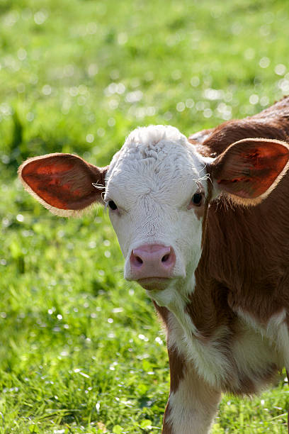 istock Baby cow on meadow looking into camera 530325635