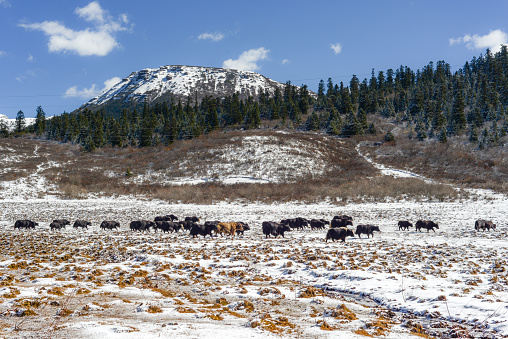 Yaks in high altitude snow prairie (wide view)