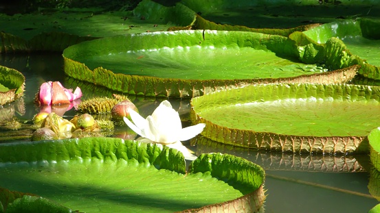 Image of the giant water lily in the lake