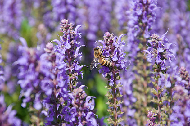Spring! Bee pollinating blooming sage plant. Natural spring wallpaper.