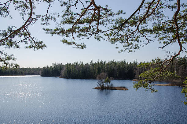 istock Woodland lake view 530334071