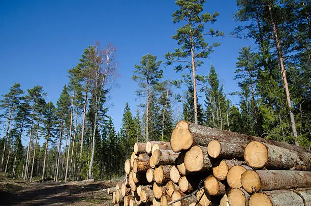 Closeup of a Whitewood timberstack in a forest