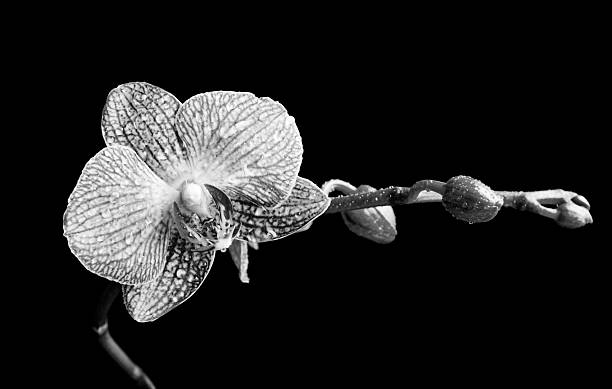 istock Orchid Phalaenopsis flower 530334393