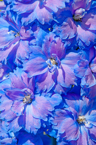 블루 참제비고깔 플로럴 배경기술 애니메이션 - nature spring bouquet panicle 뉴스 사진 이미지