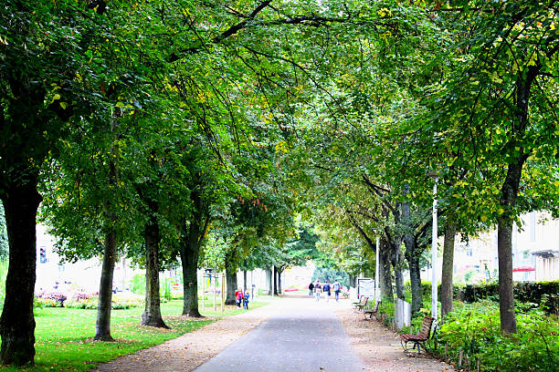istock Tree alley in the park 530335427