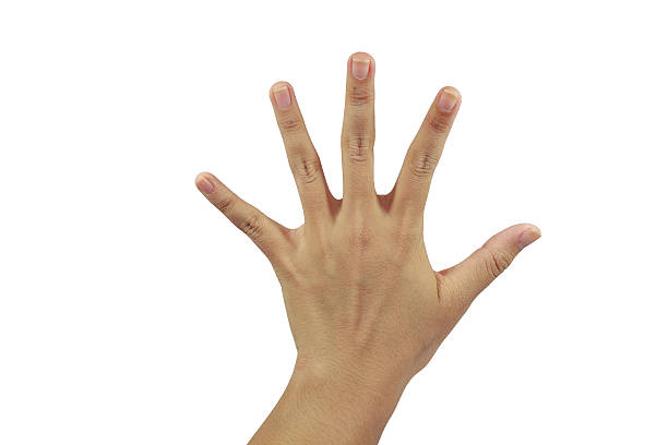 istock behind of palm with five finger show 530335771