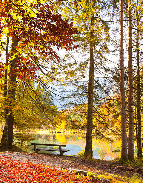 bench in an autumnal forest