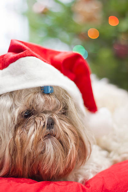 istock Christmas puppy 530337039