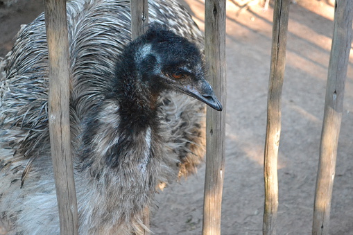 Taken at Busch Gardens in Tampa, Florida on 14 December 2014. Here we see an emu poking his head out of the bars of his cage trying to peck at a friend's (unpictured) shoes. 