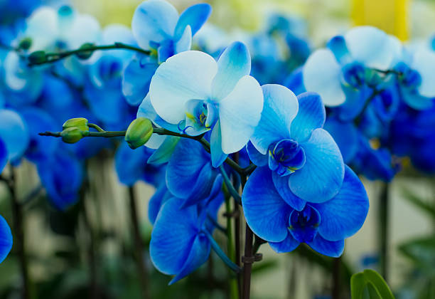 istock bouquet of blue orchids 530337805
