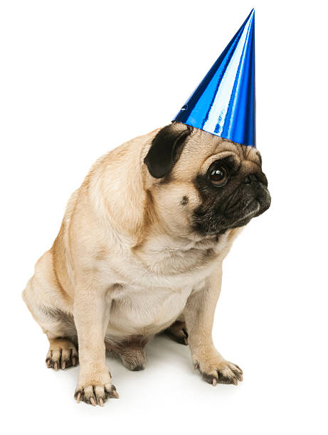 istock emotional pug in a festive hat 530338127