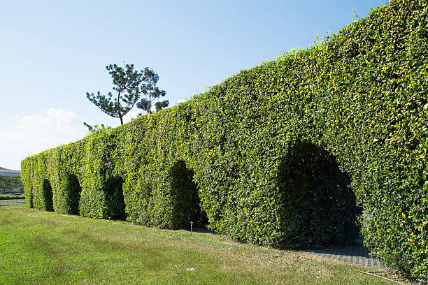 istock Tunnel tree in the park 530338265