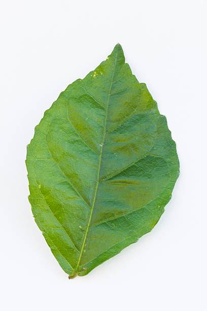 istock beautiful green leaf isolated on white background. 530338461