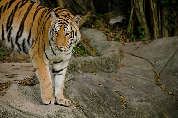 istock indochinese tiger 530340007