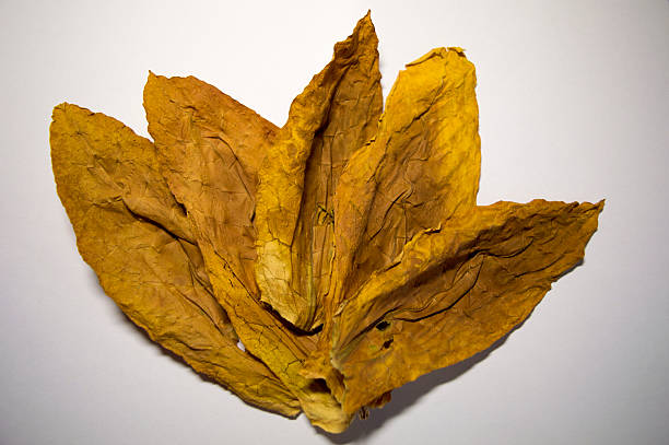 Oriental tobacco leaves