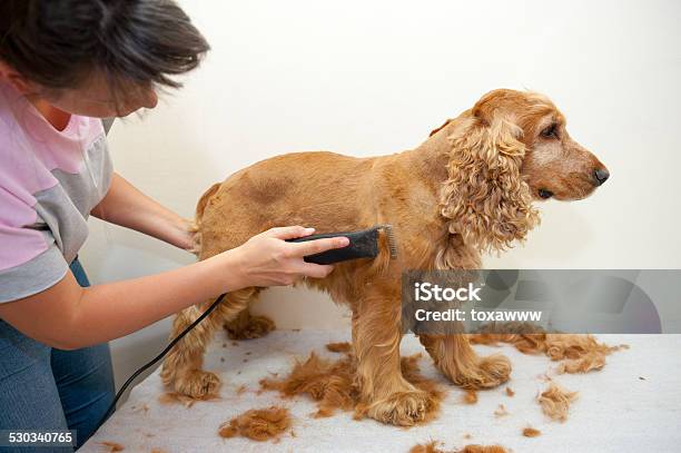Grooming Stock Photo - Download Image Now - Dog, Cutting, Animal Groomer