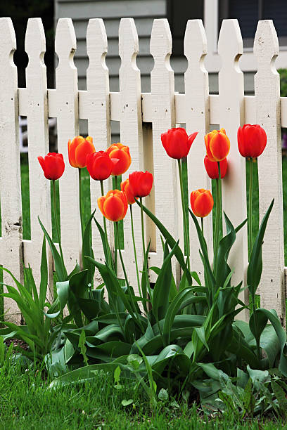 istock Tulips by the fence 530340805