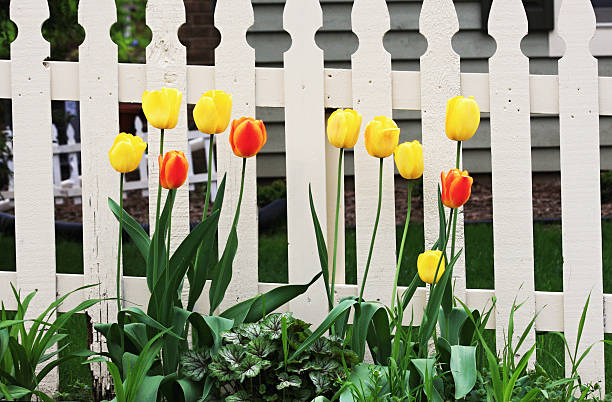 istock Tulips by the fence 530340809